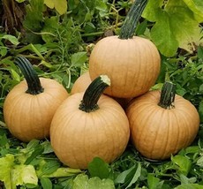 HSE Hot Chocolate Pumpkin Seeds for Planting (10 Seeds) - Ships from Iowa, USA - £10.15 GBP