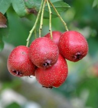 10 Hawthorn Seeds - Crataegus Pinnatifida - Chinese Hawthorn Tree Tcm Herb Fruit - £8.16 GBP