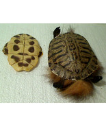 Broken Vintage Eastern Native Style Turtle Shell Tortoiseshell Craft Fet... - $285.10 MXN