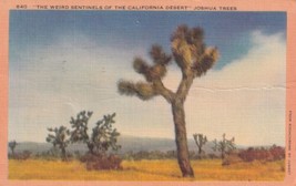 The Weird Sentinels of the California Desert Joshua Trees Oxford KS Postcard D15 - £2.39 GBP