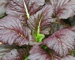 Mustard Seeds 300 Giant Red Heat Tolerant Healthy Garden Greens Fast Shi... - £7.18 GBP