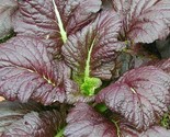 Mustard Seeds 300 Giant Red Heat Tolerant Healthy Garden Greens Fast Shi... - $8.99