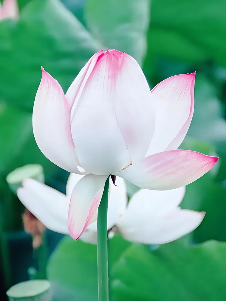 40 seeds Baixue Lotus Nelumbo nucifera Large Double Petals Pure White with Pink - $12.99