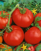 500 seeds Tomato Bonny Best Fast Bloom Quick Heirloom Seed Delivery - $12.50