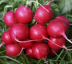 Jstore USA Radish Cherry Belle 200 Seeds Vegetable Garden - £3.95 GBP