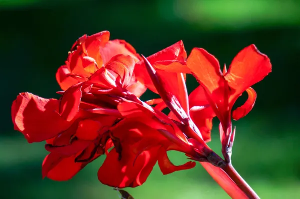 5 Red Canna Lily Indian Shot Canna Indica Flower Seeds Fresh - £7.99 GBP