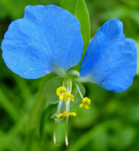 Asiatic Dayflower Seeds - £18.08 GBP