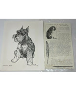 G Marlo Allen Schnauzer Art Print 1984 Black Quill Pen Ink Picture Drawing - €34,46 EUR