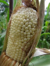 Bearpaw Popcorn - unique corn from New England - $5.00