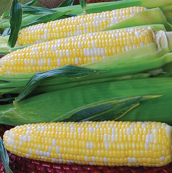 HT 30 Burpee Bi-Licious Sweet Corns Eeds Hybrid Bi-Colored Super Sweet ...