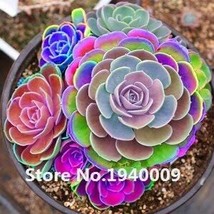 100 Seeds Rainbow Succulent Bonsai Seedling Office Mini Bonsai Plant Succulent C - $8.12