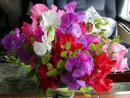 Lathyrus odoratus nano seeds,code 048, sweet pea seeds, gardening,flower seeds - £3.74 GBP