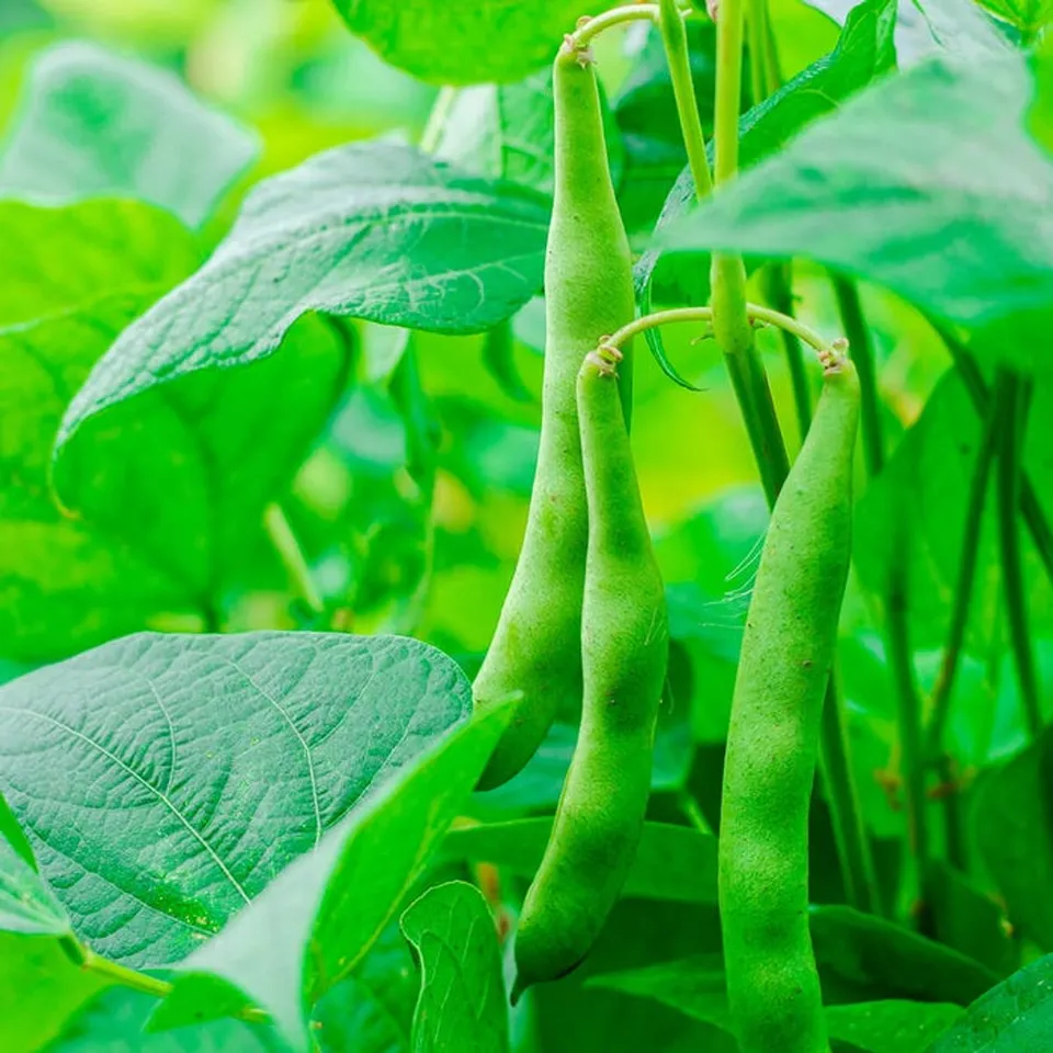 30 Seeds Kentucky Wonder POLE Green Bean Seeds, NON-GMO, - £11.09 GBP