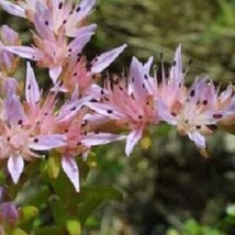 50 Pink Widow&#39;S Cross Sedum Perennial Flower Seeds Gardening USA Shipping - $10.00