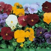 50 Seeds Pansy Clear Crystal Mix - £7.04 GBP