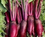 200 Seeds Cylindra Beet Seeds Fast Shipping - £7.20 GBP