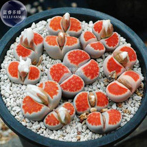 Lithops Julii Kosogyoku Seeds, 10 Seeds, lovely bonsai living stones E4278 - £6.41 GBP