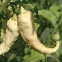 USA Seller Bhut Jolokia Ghost Hot Peppers White Seeds Fast Shipping - £9.78 GBP