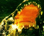 Vtg Chrome Postcard 1982 Giant Florida Alligator Open Mouth in the Everg... - $3.91