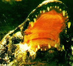 Vtg Chrome Postcard 1982 Giant Florida Alligator Open Mouth in the Everglades FL - £3.12 GBP