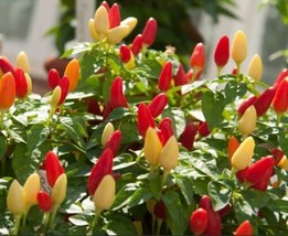 Item image 1 image 1