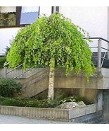 Sale 50 Seeds Silver Weeping Birch Tree White European Betula Pendula Al... - $9.90