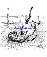 ROLLING HORSE FOAL-NEW RELEASE! mounted rubber stamp - €7,00 EUR