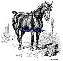 Tied HORSE-NEW Release! Mounted Rubber Stamp - £6.38 GBP