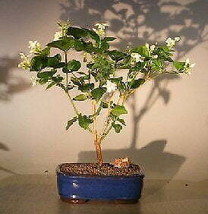 Flowering Arabian Jasmine(jasminum sambac) - £67.47 GBP