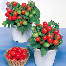 Fresh Seeds Cherry Tomato Red Round Fruit Seeds 100 Seeds Tasty Dwarf Tomato Pla - $9.98