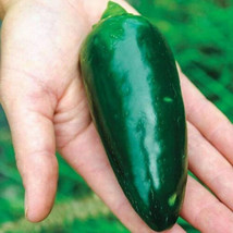 Semilir 25 Green Giant Jalapeno Pepper Seeds USA  Fast Grow From US - $11.80