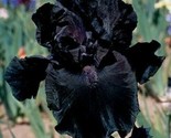  25 Seeds Iris Flower Deep Black Garden Plants J - $6.75
