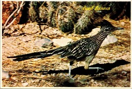The Road Runner- Clown of the West Postcard PC149 - £3.93 GBP
