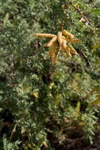 Prosopis Pubescens Screw Bean Mesquite Tree Fresh Seeds - £14.91 GBP