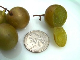 15 seeds Carlos Muscadine Grape Fast Plant Heirloom Seeds Now - $12.57