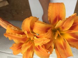 DOUBLE ORANGE BLOOM Daylily 10 fans/root systems image 5