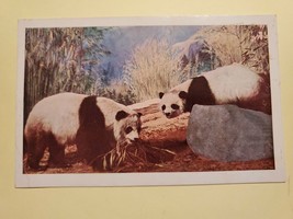 Vtg Postcard Giant Panda, Chicago Natural History Museum,  Illinois - £3.18 GBP