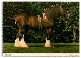 Grant&#39;s Farm St. Louis Missouri Budweiser Clydesdale Horse New Postcard-
show... - £36.87 GBP