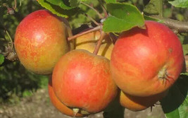 25 Rubinette Apple Seeds Fruit Fresh Seeds - £7.11 GBP