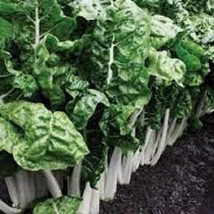 Fordhook Giant Swiss Chard Organic Seeds Since The 1750S Leaves Are Tall And Wid - $8.99