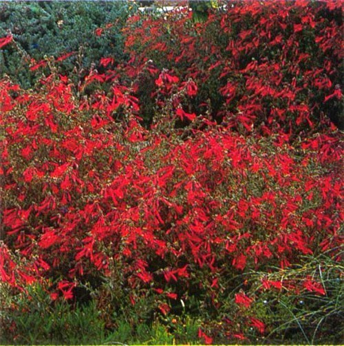 Zauschneria Garrettii Hardy Perennial 5 seeds Fresh Gardening - $17.96
