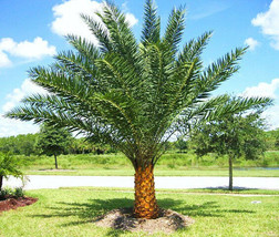 Phoenix sylvestris, silver Date Palm exotic rare palms semi plant seed 50 seeds - £13.34 GBP