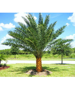 Phoenix sylvestris, silver Date Palm exotic rare palms semi plant seed 5... - £13.58 GBP