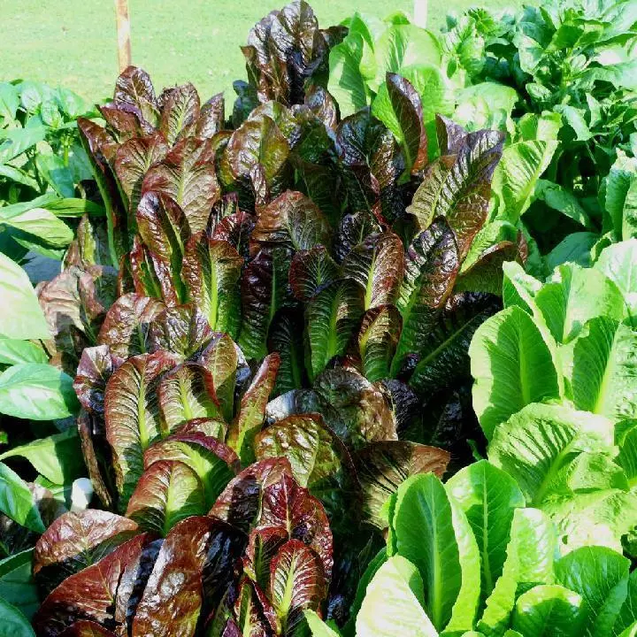 KingStore 500 Red Romaine Lettuce Seeds Caesar Salad Non-Gmo Planting Seeds - £7.77 GBP