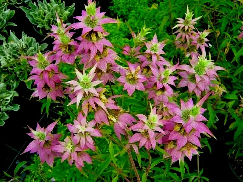 301 Spotted Bee Balm Seeds Herbal Tea Medicinal Plant - £6.36 GBP