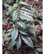 KKG Gymnema Inodorum Scentless Cowplant Fresh Garden - €8,58 EUR