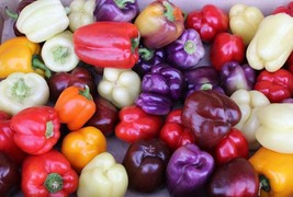 THJAR 30+ RAINBOW BELL PEPPER SEED MIX Colorful Mix 7 Different Strains-... - $3.87