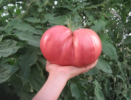 120 Seeds German Giant Tomato Heirloom Seeds Fast Plant Quick Garden Joy - £6.58 GBP