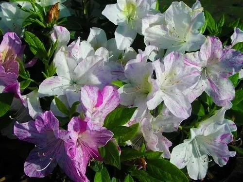 Audrey Marie Azalea Rhododendron Starter Plant White With Purple Stripes... - £28.26 GBP