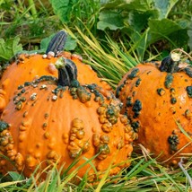 New Fresh Seeds 10 Goosebumps Specialty Pumpkin Seeds Warted Orange Creepy Fall  - $23.40